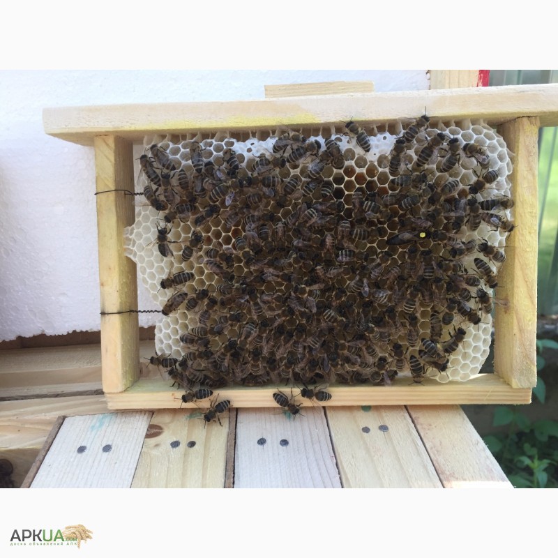 Фото 4. Матка КАРПАТКА, КАРНІКА 2024 ПЛІДНІ БДЖОЛОМАТКИ ( Пчеломатки, бджолині матки )