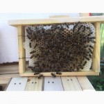 Матка КАРПАТКА, КАРНІКА 2024 ПЛІДНІ БДЖОЛОМАТКИ ( Пчеломатки, бджолині матки )
