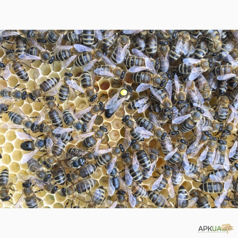 Фото 6. Матка КАРПАТКА, КАРНІКА 2024 ПЛІДНІ БДЖОЛОМАТКИ ( Пчеломатки, бджолині матки )