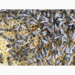 Матка КАРПАТКА, КАРНІКА 2022 ПЛІДНІ БДЖОЛОМАТКИ ( Пчеломатки, бджолині матки )