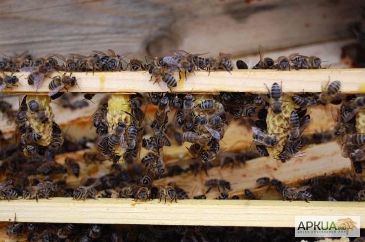 Фото 7. Матка КАРПАТКА, КАРНІКА 2024 ПЛІДНІ БДЖОЛОМАТКИ ( Пчеломатки, бджолині матки )