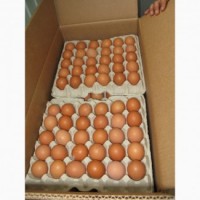 Закупает Свежые куриные яйца оптом по хорошой цене