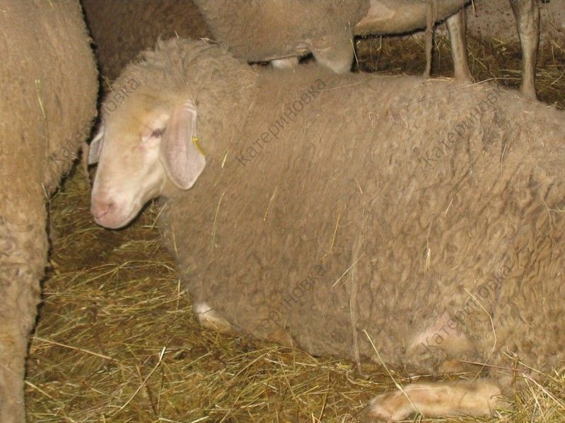 Фото 10. Продам племенных овцематок. Немецкий мериноланд