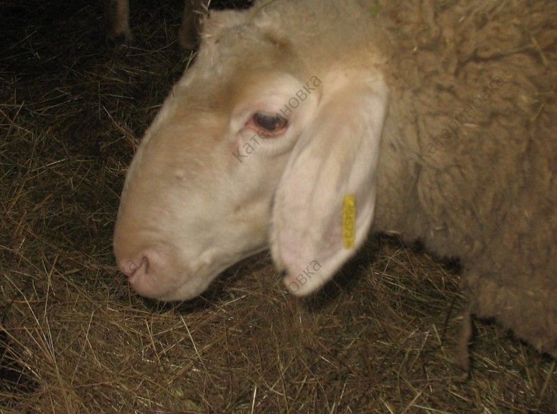 Фото 11. Продам племенных овцематок. Немецкий мериноланд