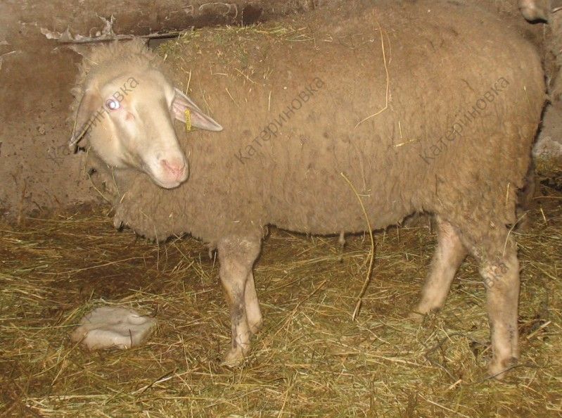Фото 12. Продам племенных овцематок. Немецкий мериноланд
