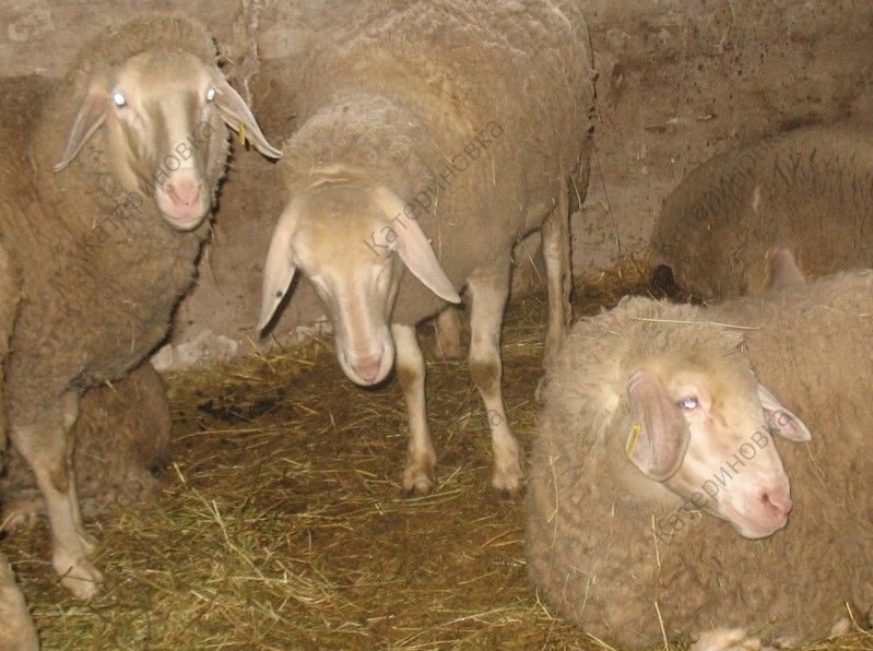 Фото 13. Продам племенных овцематок. Немецкий мериноланд