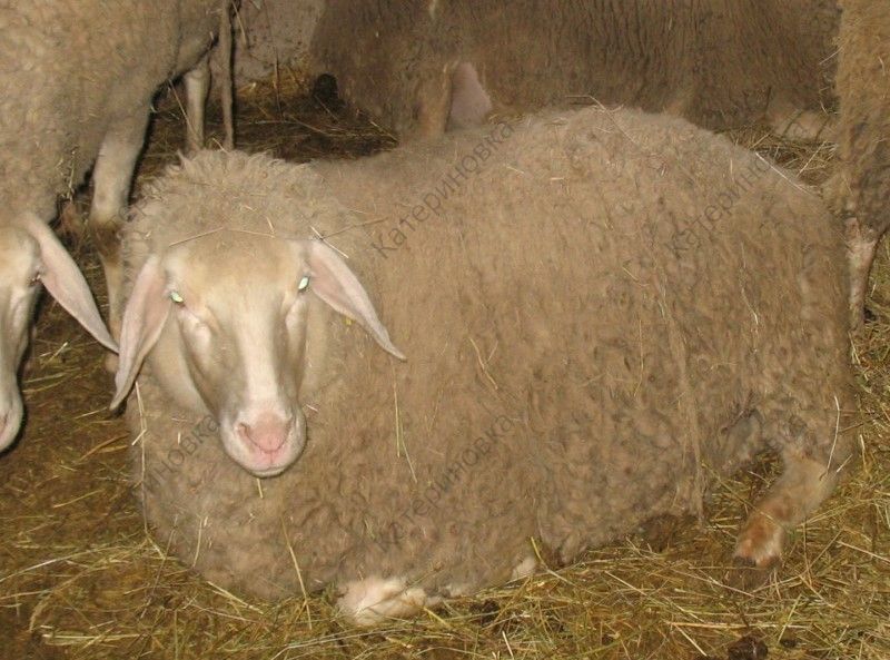 Фото 14. Продам племенных овцематок. Немецкий мериноланд