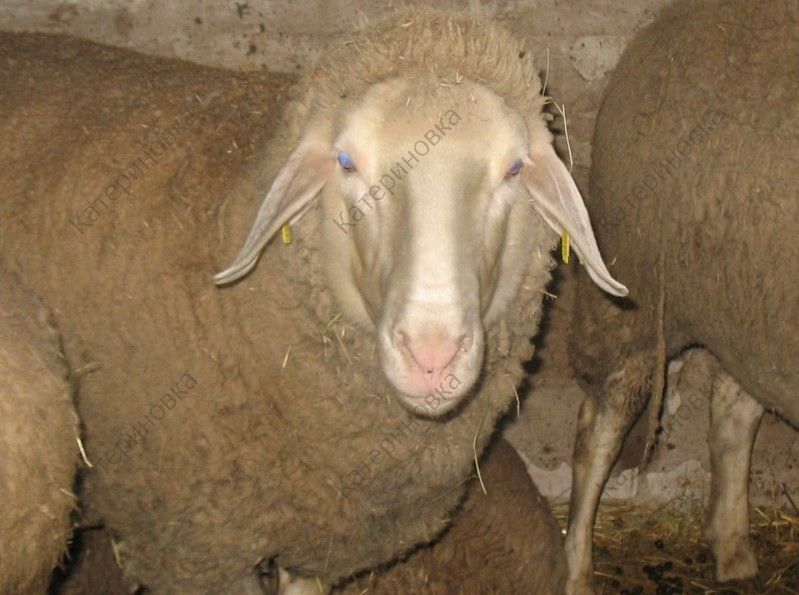Фото 15. Продам племенных овцематок. Немецкий мериноланд