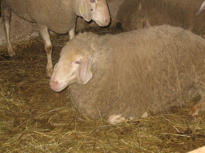 Фото 16. Продам племенных овцематок. Немецкий мериноланд