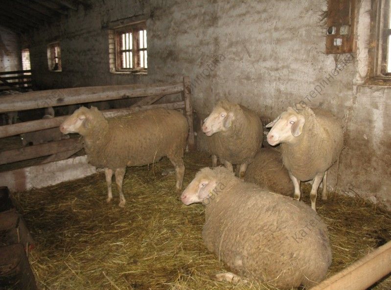 Фото 17. Продам племенных овцематок. Немецкий мериноланд
