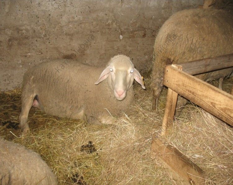Фото 18. Продам племенных овцематок. Немецкий мериноланд