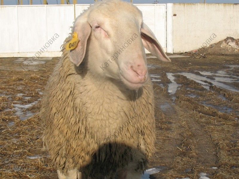 Фото 2. Продам племенных овцематок. Немецкий мериноланд