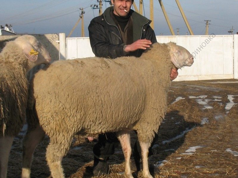 Фото 4. Продам племенных овцематок. Немецкий мериноланд