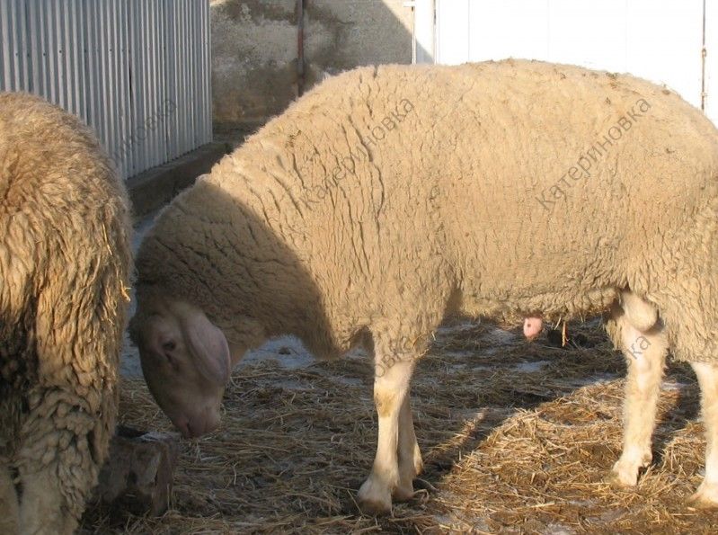 Фото 5. Продам племенных овцематок. Немецкий мериноланд