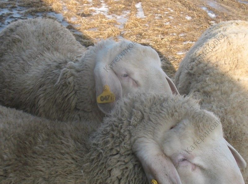 Фото 6. Продам племенных овцематок. Немецкий мериноланд