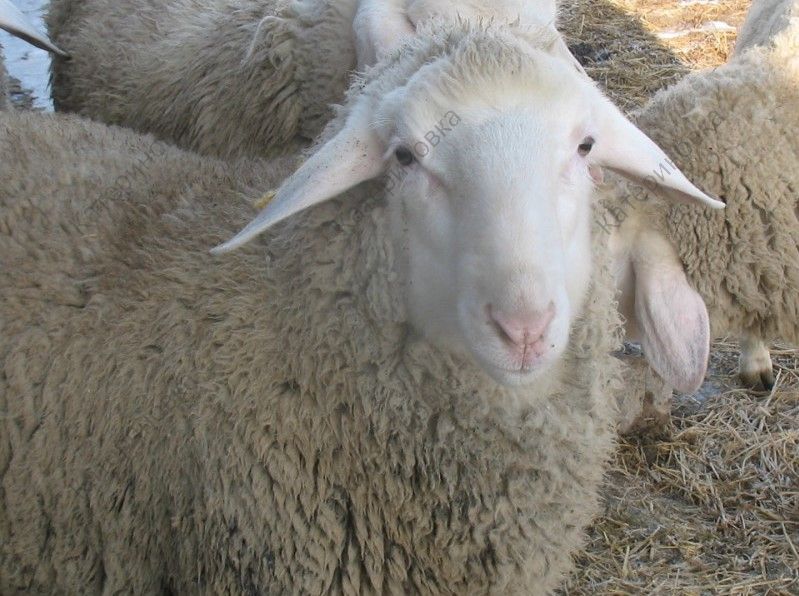 Фото 7. Продам племенных овцематок. Немецкий мериноланд