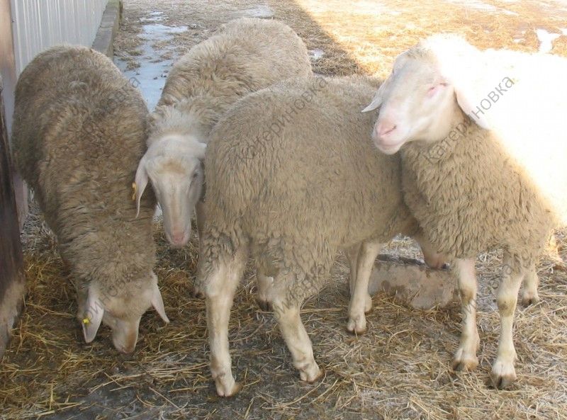 Фото 9. Продам племенных овцематок. Немецкий мериноланд