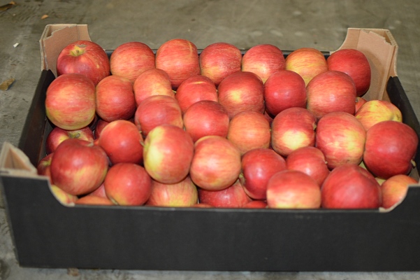 Фото 3. Продам яблука Польські