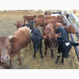 Экспорт крупного рогатого скота (быки, нетели, телки)