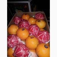Продаем апельсины Navel (Египет)