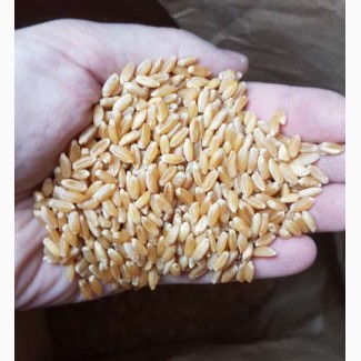 Продам семена озимой пшеницы CHICAGO-трансгенный канадский сорт