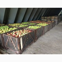 Продам яблоко опт 2-4 грн кг