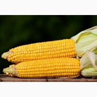 Якісне насіння кукурудзи Яніс (ФАО 270)