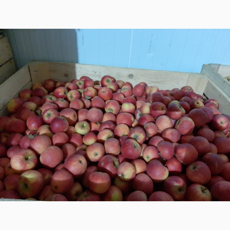 Фото 3. Продам яблука ризных сортив з холодыльныка газовани в наявности багато сортив