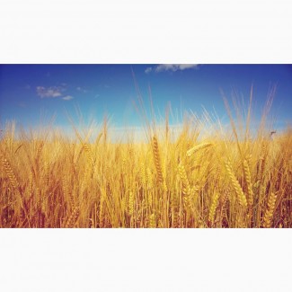 Покупаем пшеницу по Черниговской области