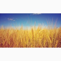 Покупаем пшеницу по Черниговской области