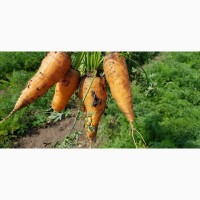 Продам морковь сорт «Кампино»