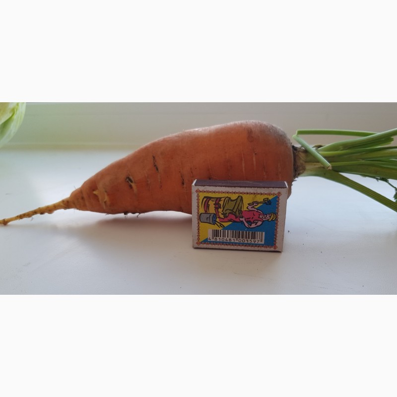 Фото 3. Продам морковь сорт «Кампино»