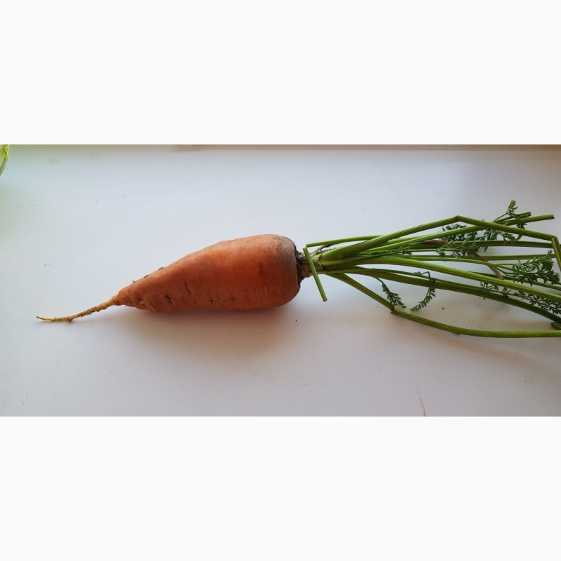 Фото 4. Продам морковь сорт «Кампино»