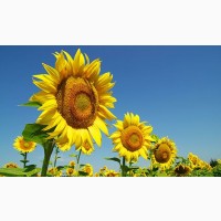 Насіннєва компанія «ГРАН» пропонує насіння соняшнику гібриду – «Сонячний настрій»