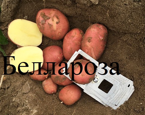 Фото 5. Элитный семенной картофель.1Р