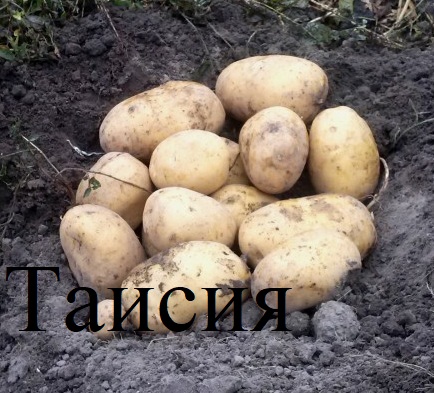 Фото 7. Элитный семенной картофель.1Р