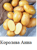 Фото 8. Элитный семенной картофель.1Р