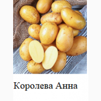 Элитный семенной картофель.1Р