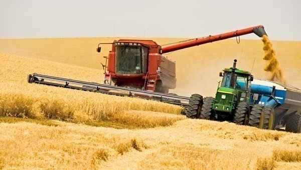 Фото 3. Купим пшеницу продовольственную и фуражную.Возможен самовывоз