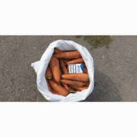 Продам морковь оптом от производителя