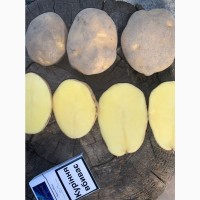Продам картофель, крупный опт (калибр 5+)