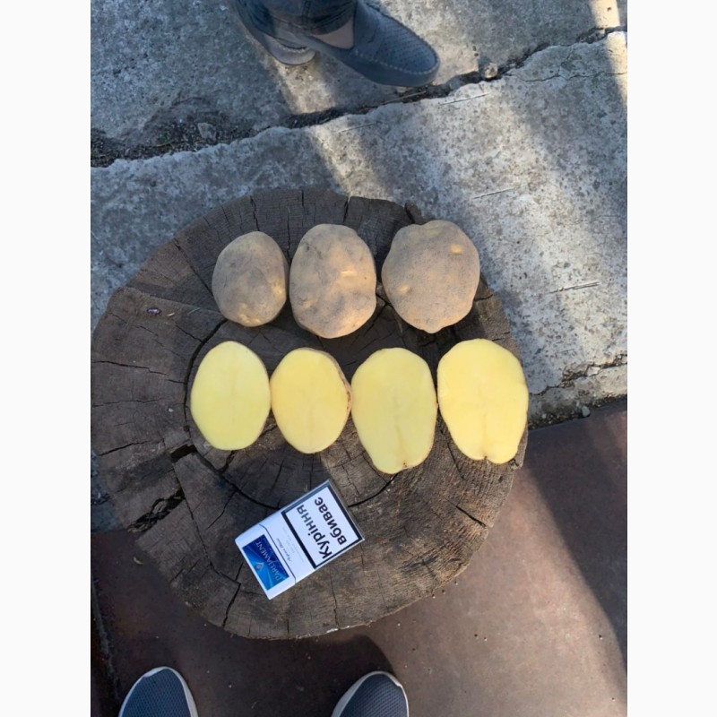 Фото 8. Продам картофель, крупный опт (калибр 5+)