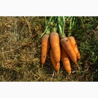 Оптовая продажа морковки урожая 2020