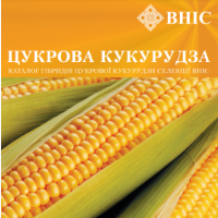 Суперновинки на кукурузному ринку України – надцукрові гібриди кукурудзи