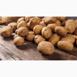 Покупаем семенной картофель по всей Украине