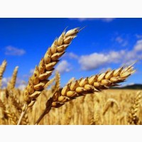 Куплю пшеницу, фуражную, зерно, продовольственную, семена льна