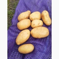 Куплю картоплю королева Анна від 23 т