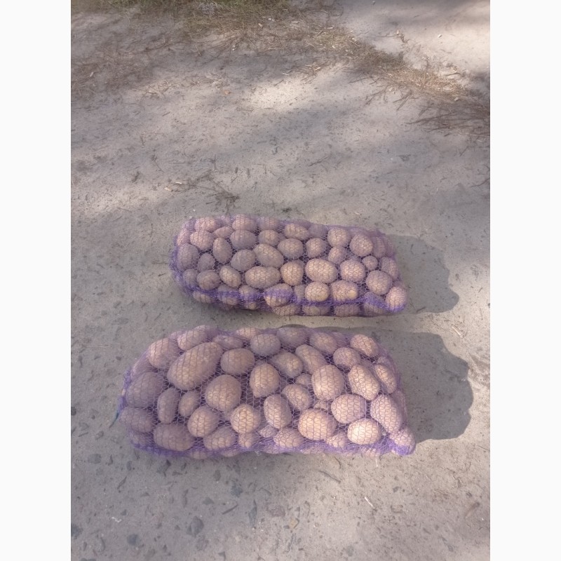 Фото 3. Продам картоплю бєлароса, арізона та гранада