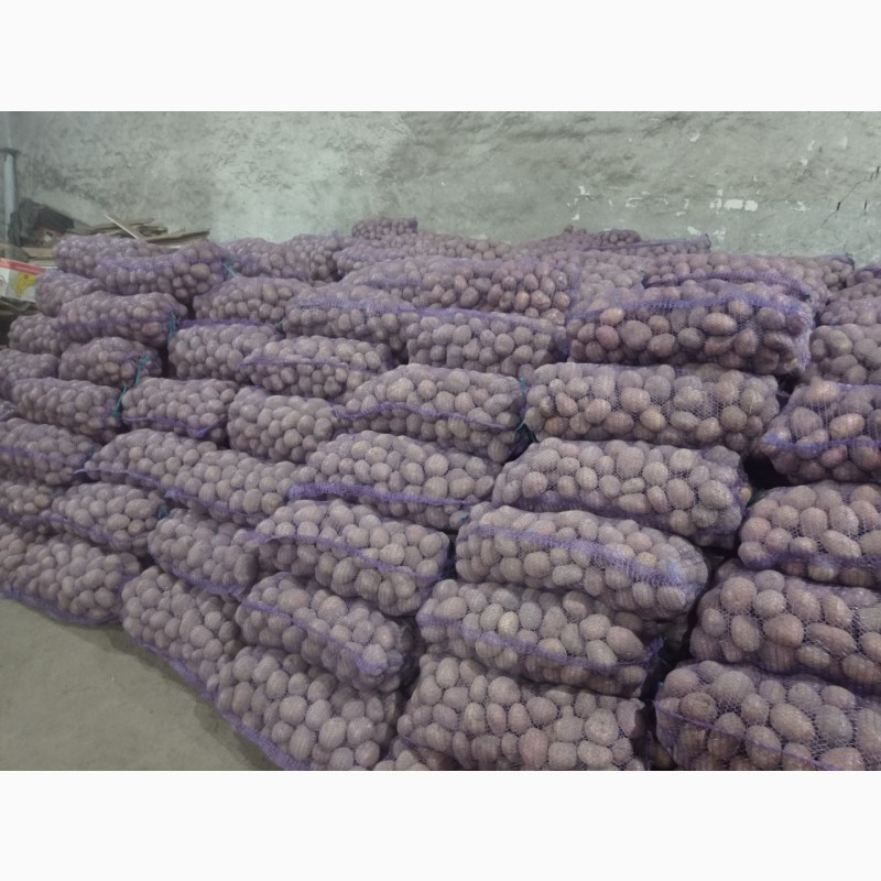 Фото 4. Продам картоплю бєлароса, арізона та гранада