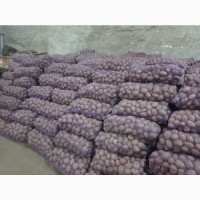 Продам картоплю бєлароса, арізона та гранада